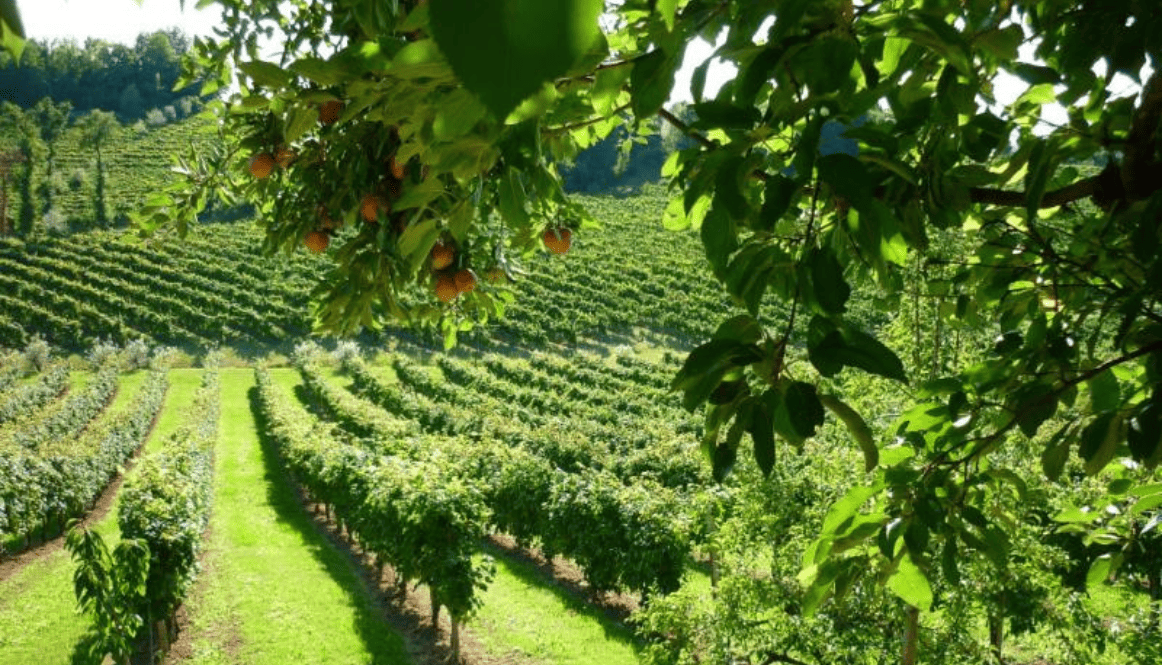 Bernardi Ogliano Veneto | selezionata da Tutto il Resto - vini artigianali