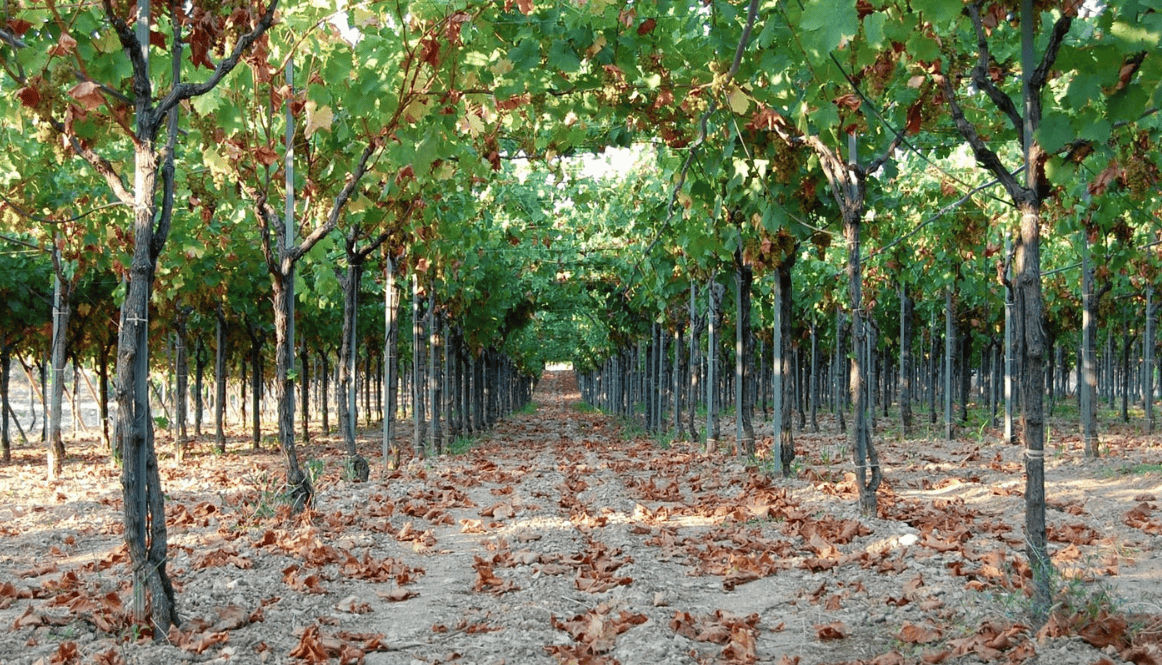 Estasi Puglia | selezionata da Tutto il Resto - vini artigianali